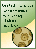 Sea Urchins Embryo: model organism for rapid bioscreening of tubulin modulators