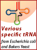 Various specific tRNA from Eschirichia Coli and Bakers Yeast